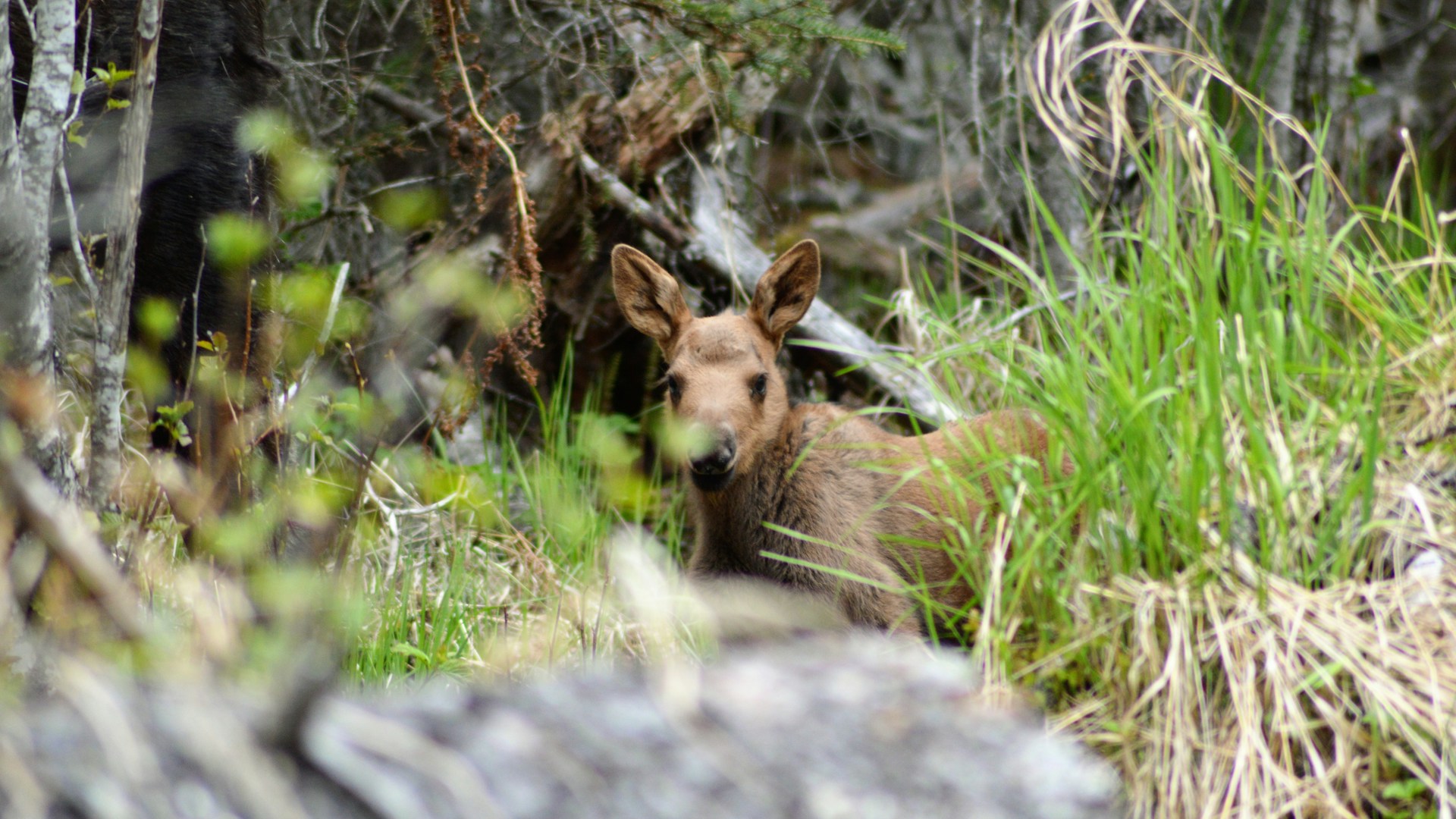 В Украине с апреля стартует "сезон тишины": что это такое и что будет под строгим запретом